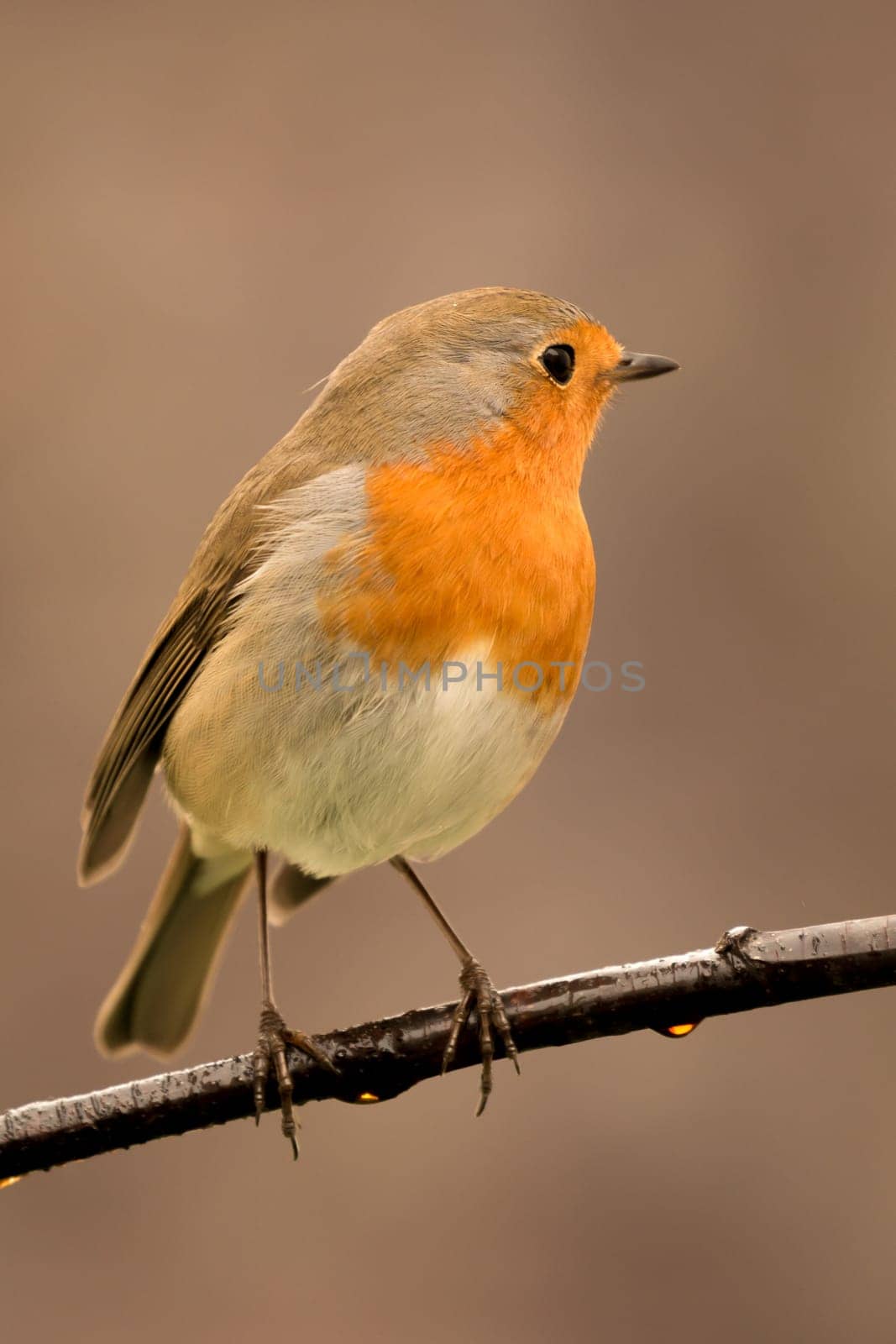 Pretty Bird With a Nice Orange Red Plumage in the Nature