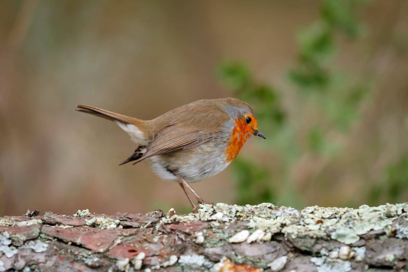 Pretty bird With a nice orange red plumage in the nature