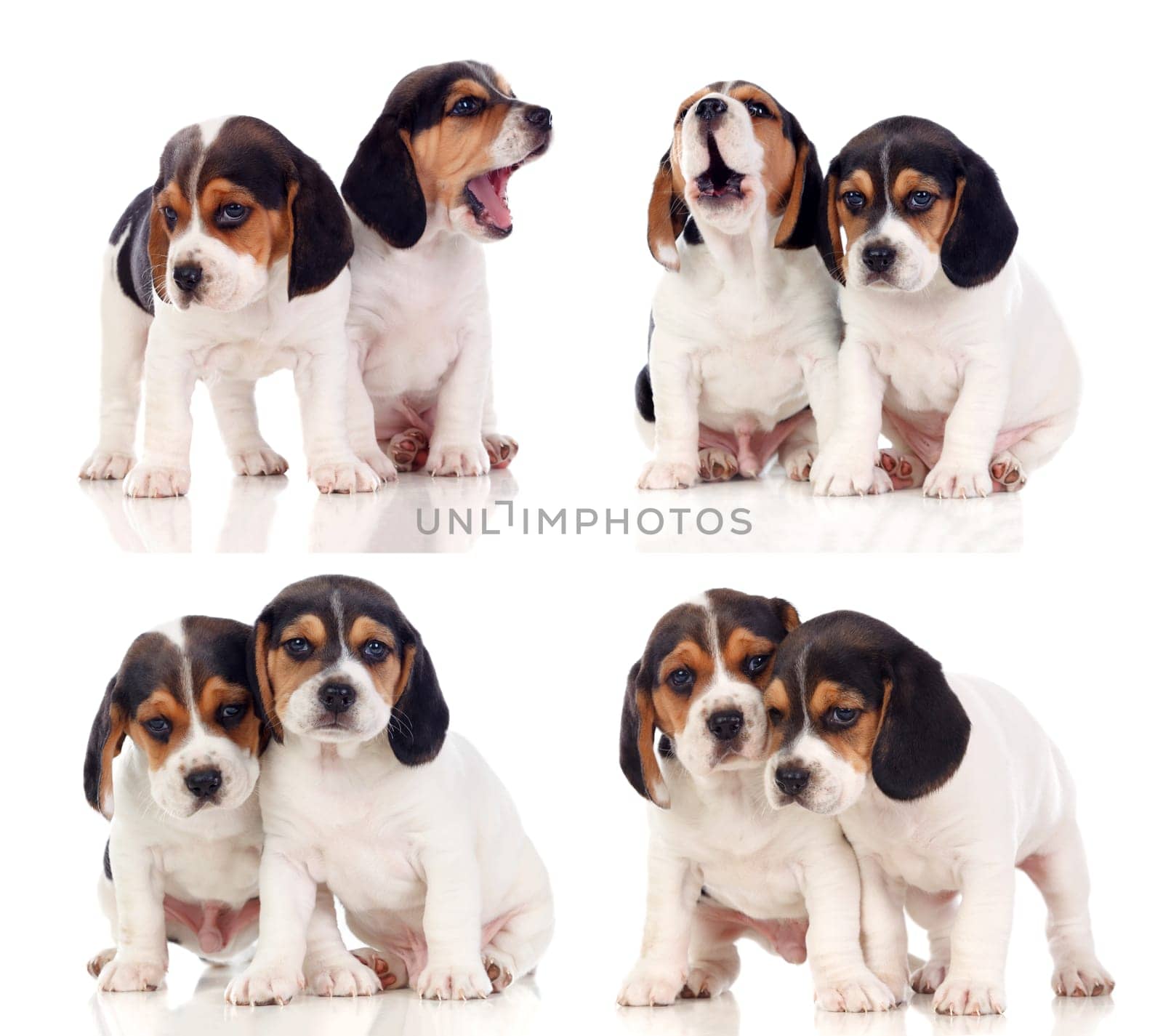 Eight beautiful beagle puppies isolated on a white background