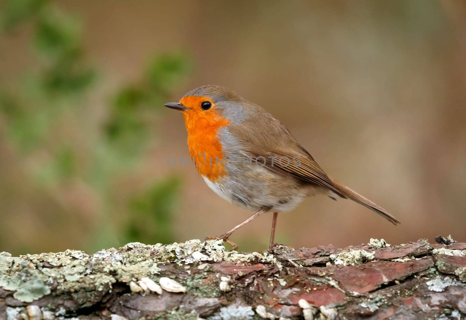Pretty bird With a nice orange red plumage in the nature