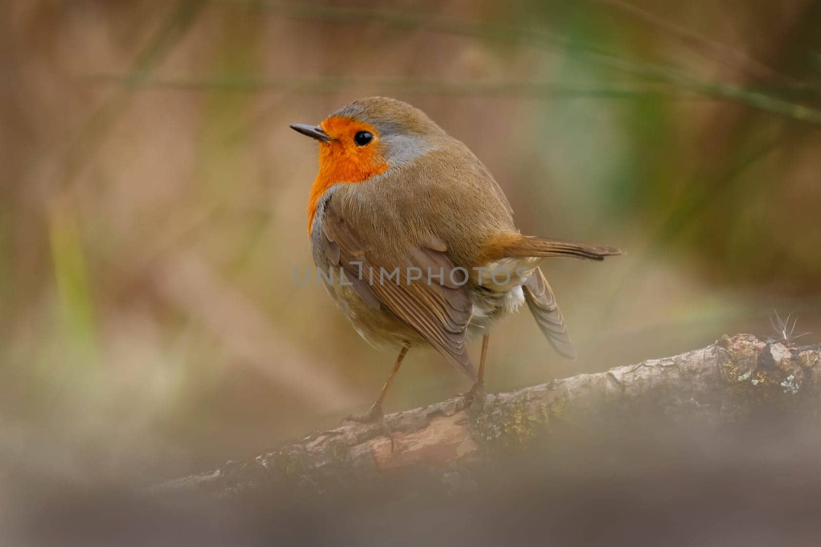 Pretty bird With a nice orange red plumage in the nature