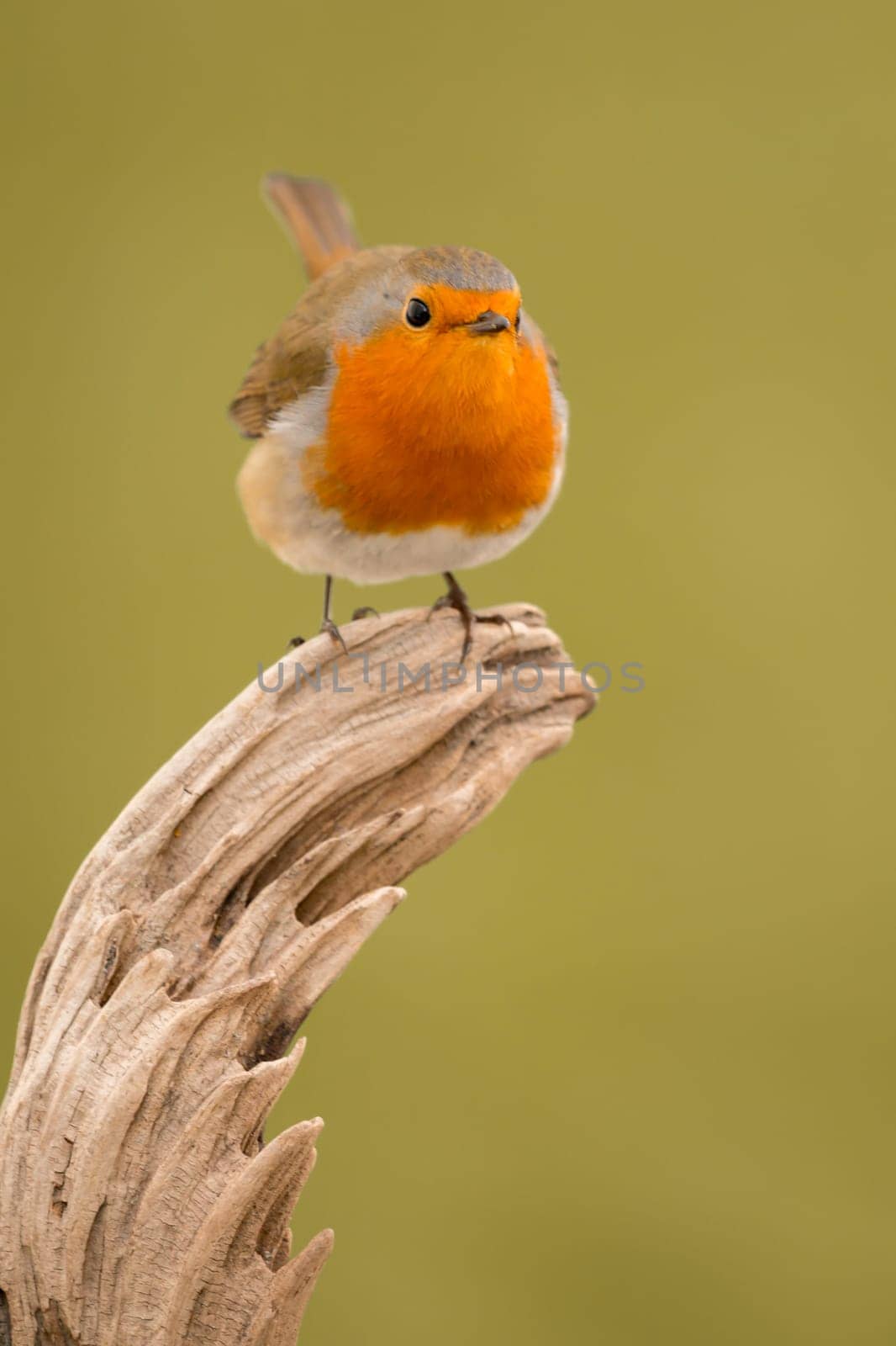 Pretty bird With a nice orange red plumage in the nature