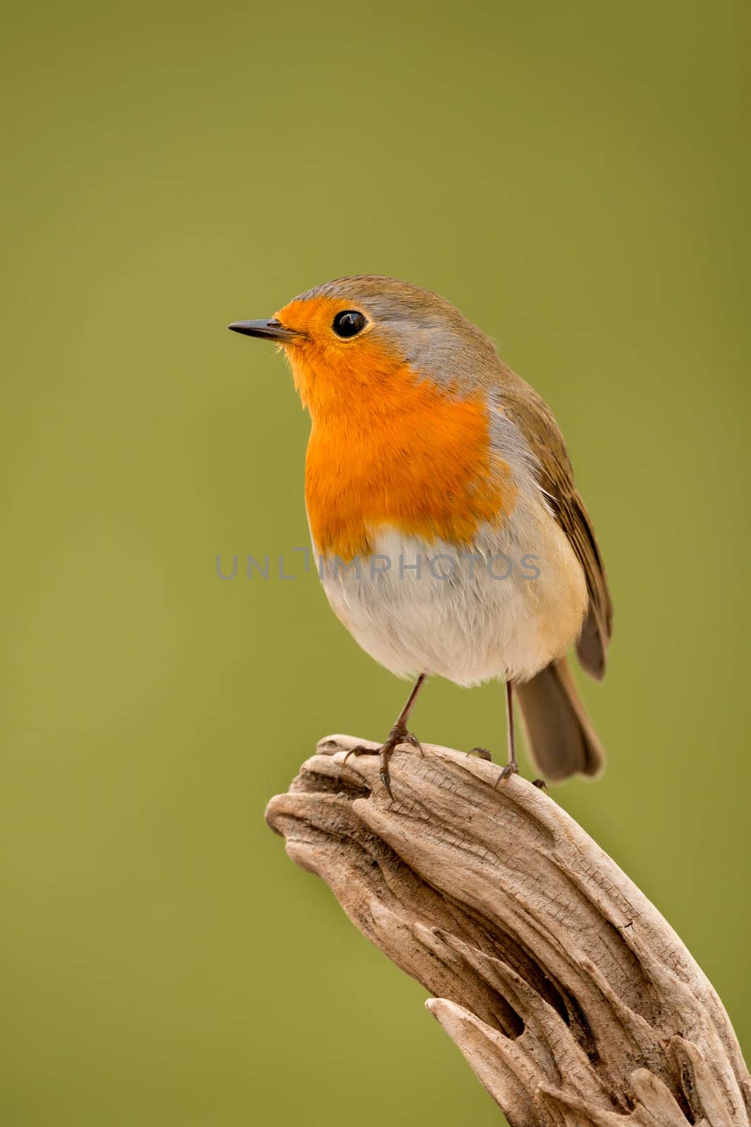 Pretty Bird With a Nice Orange Red Plumage with a natural background