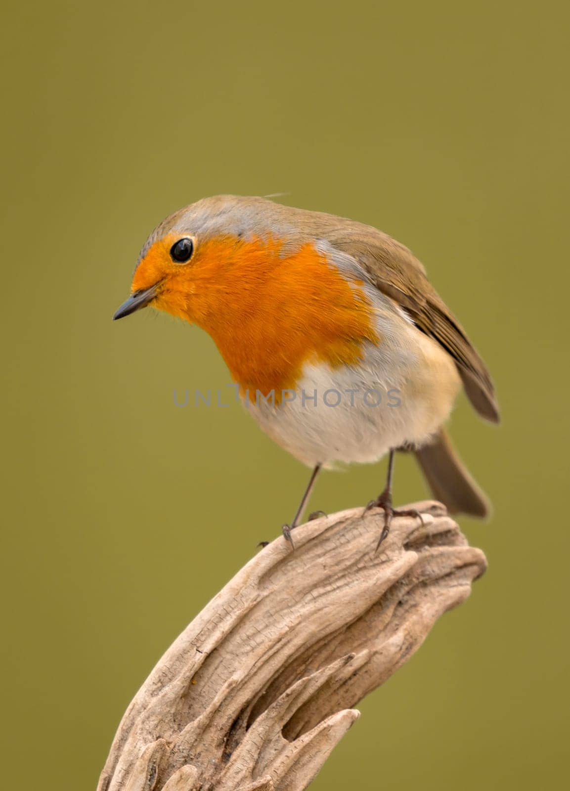 Pretty bird With a nice orange red plumage in the nature