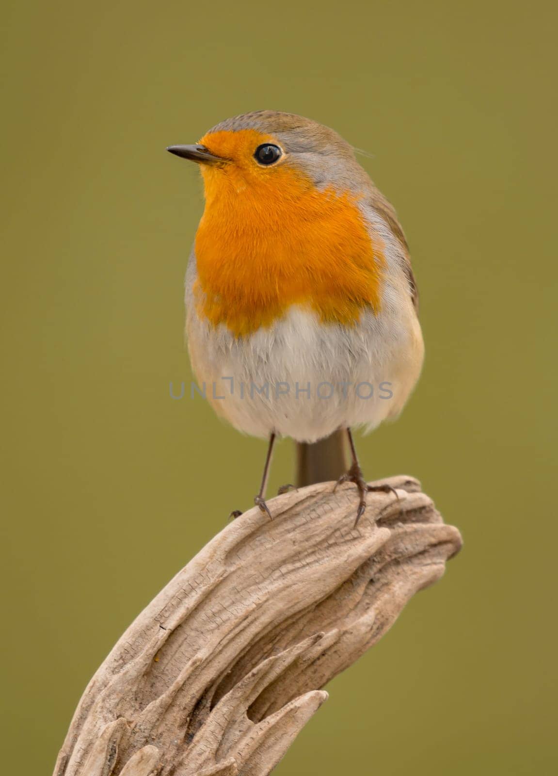 Pretty bird With a nice orange red plumage in the nature