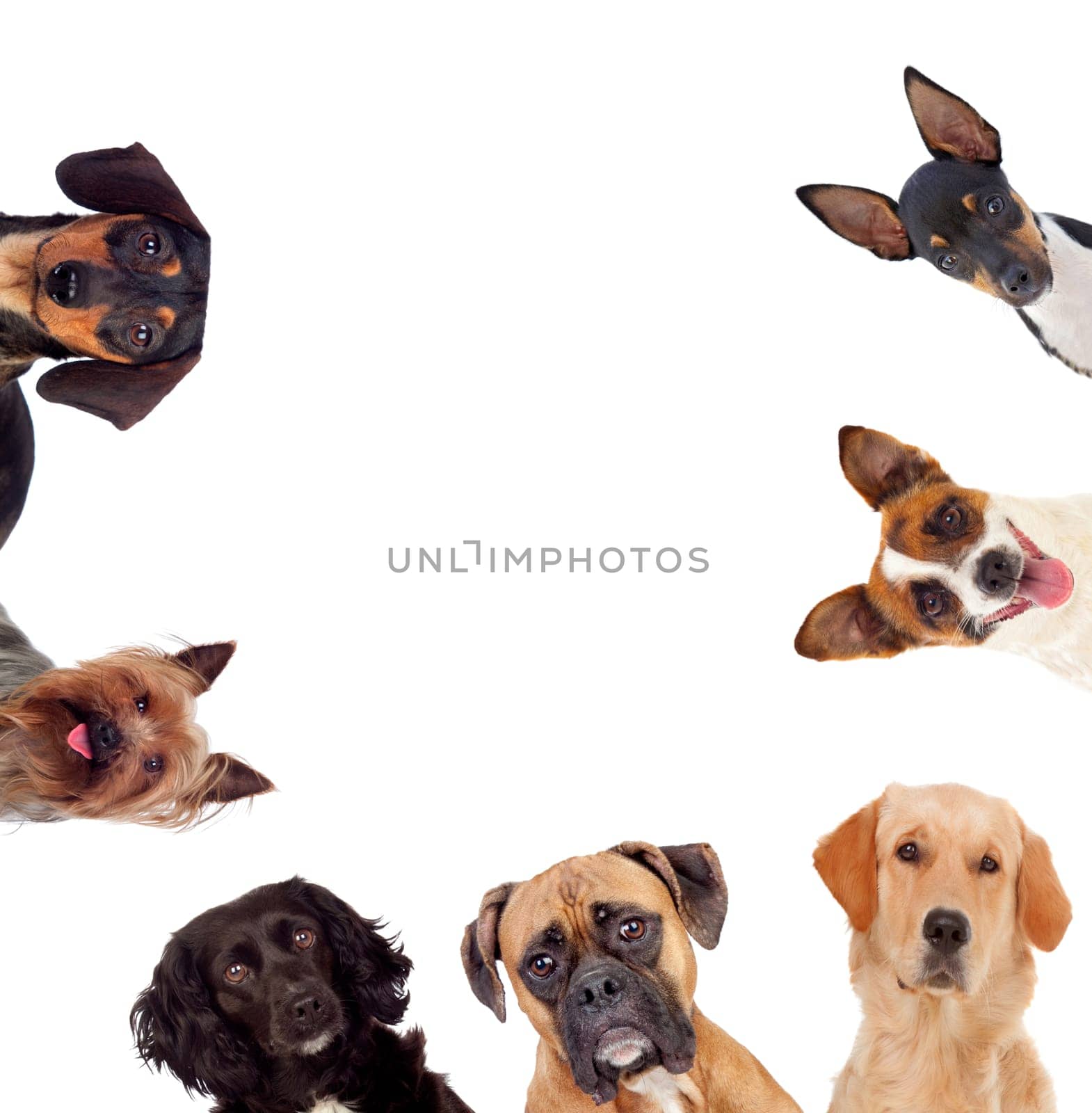 Differents dogs looking at camera isolated on a white background