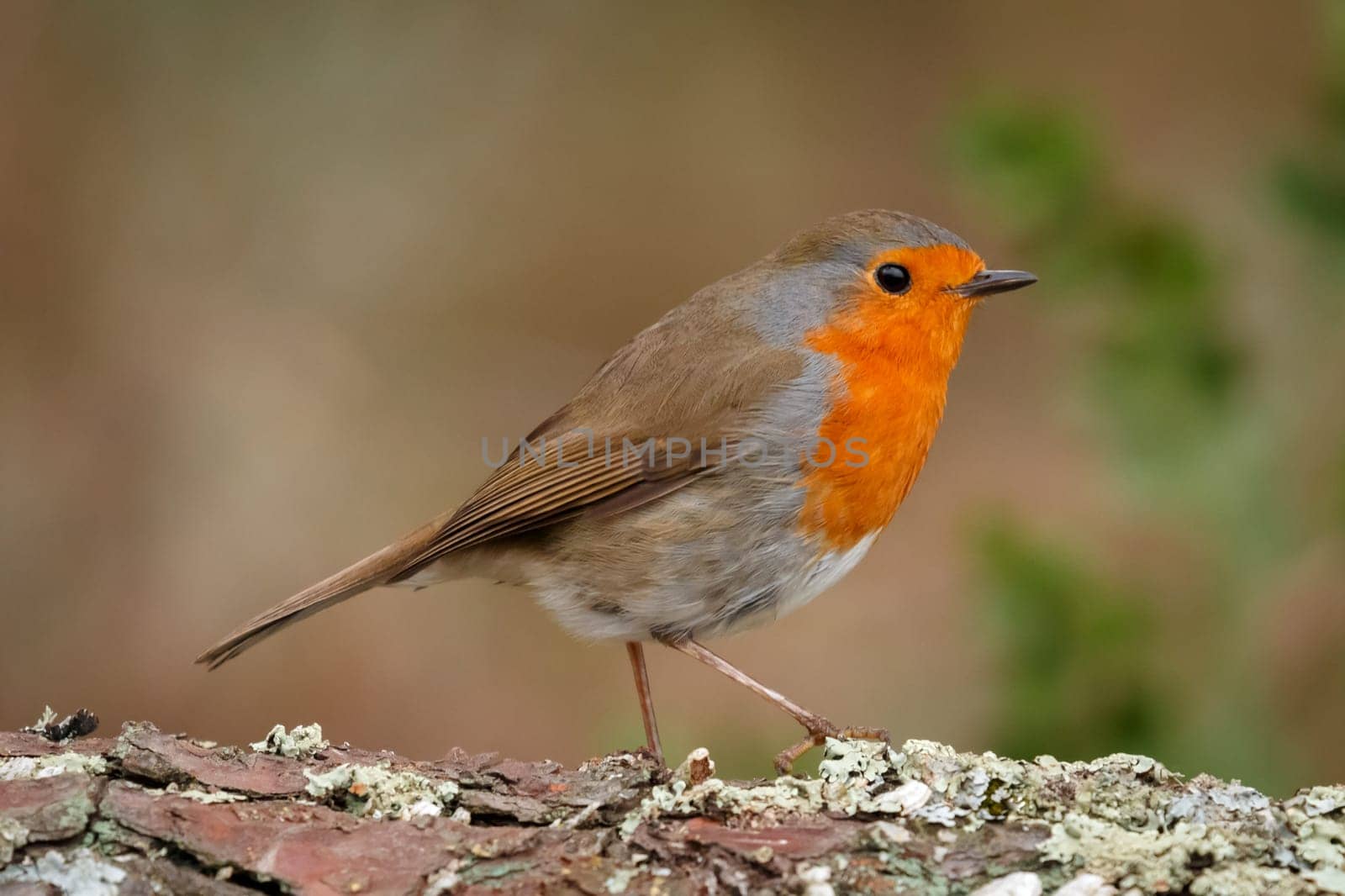 Pretty bird With a nice orange red plumage in the nature