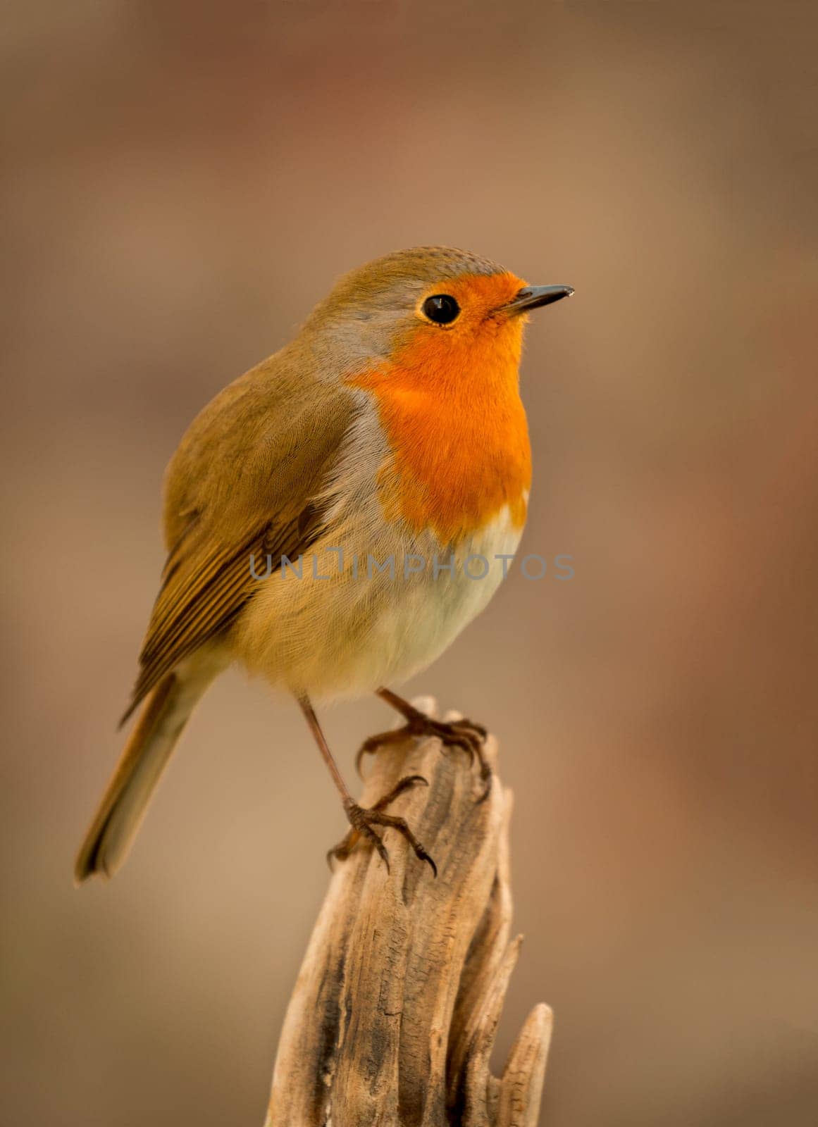 Pretty bird With a nice orange red plumage in the nature