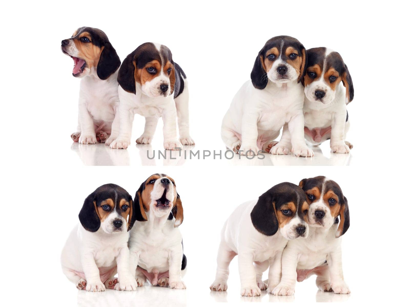 Eight beautiful beagle puppies isolated on a white background