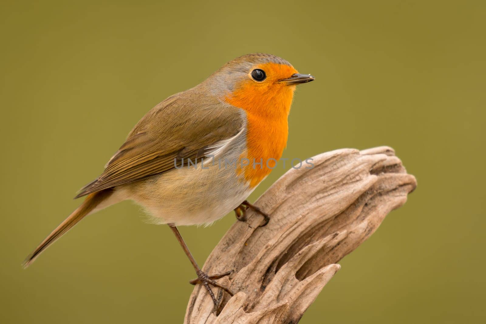 Pretty bird With a nice orange red plumage in the nature