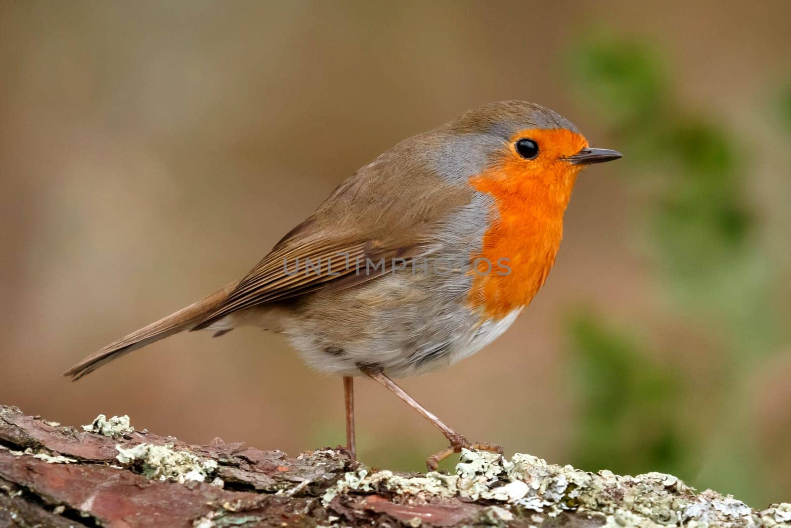 Pretty bird with a nice orange red plumage on a branch full of red berries