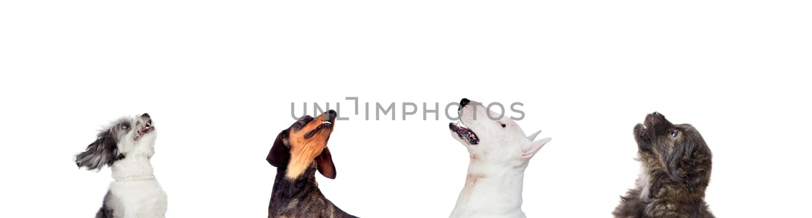 Differents dogs looking at camera isolated on a white background