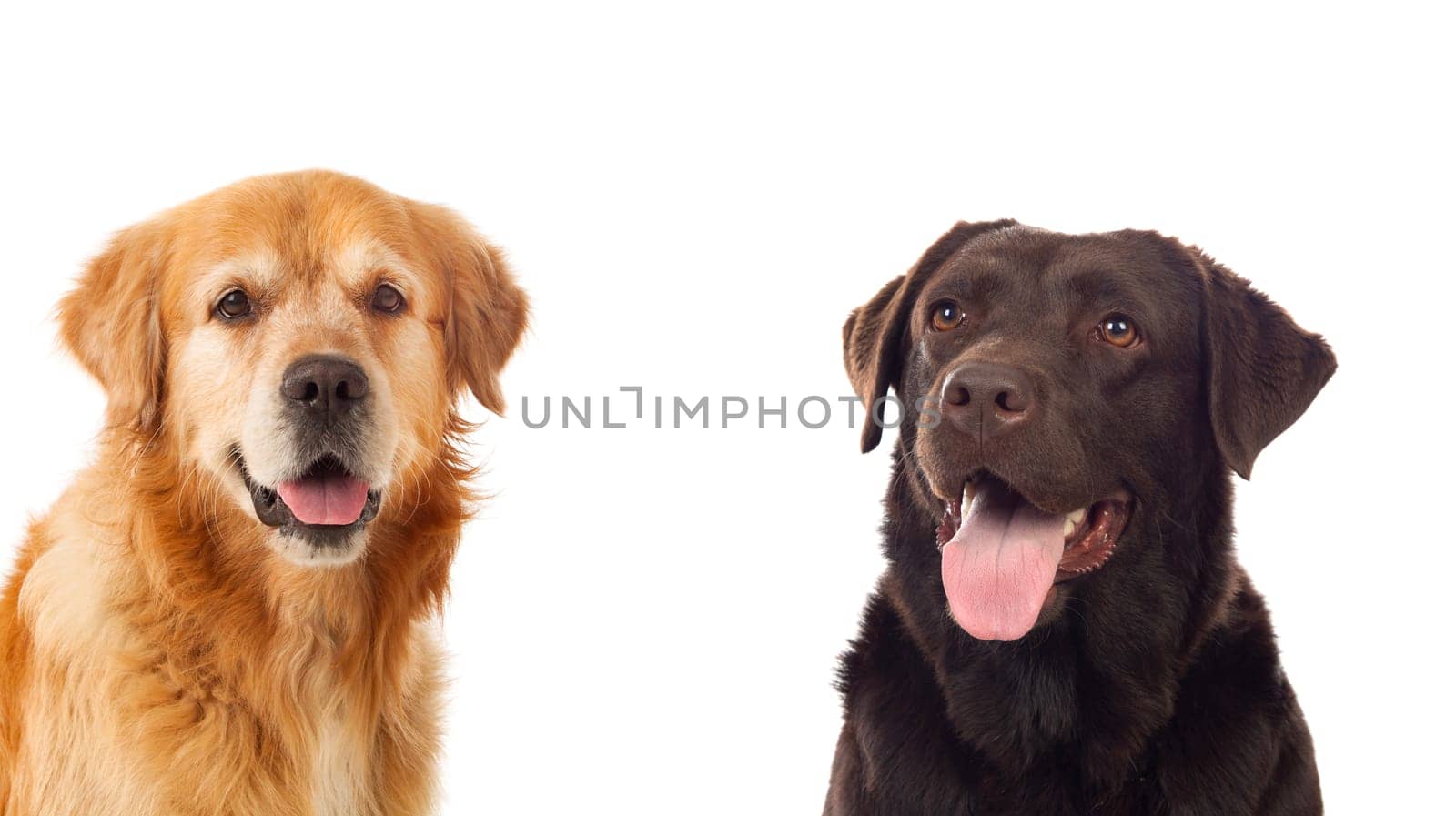 Two different dogs isolated on a white background