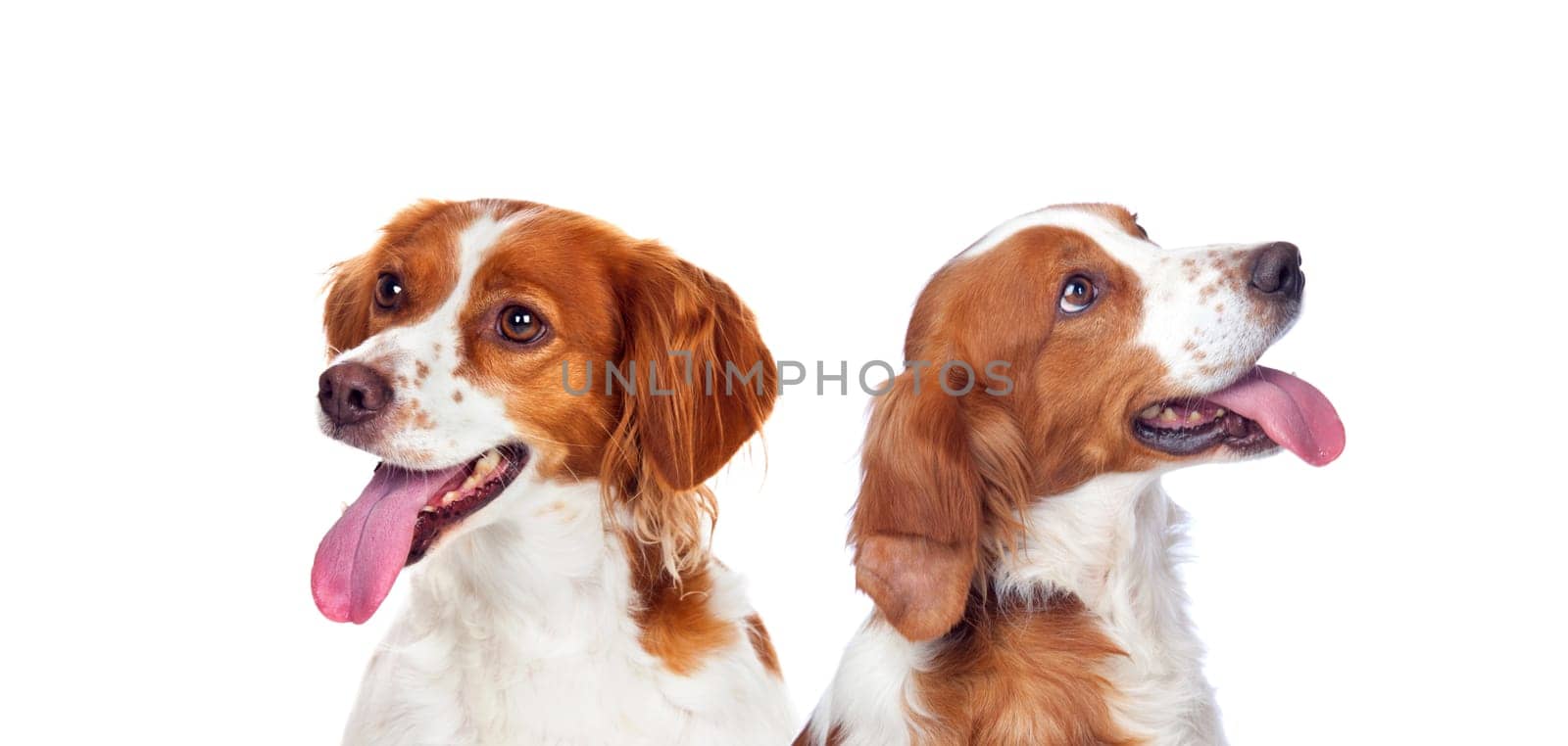 Two beautiful dogs isolated on a white background