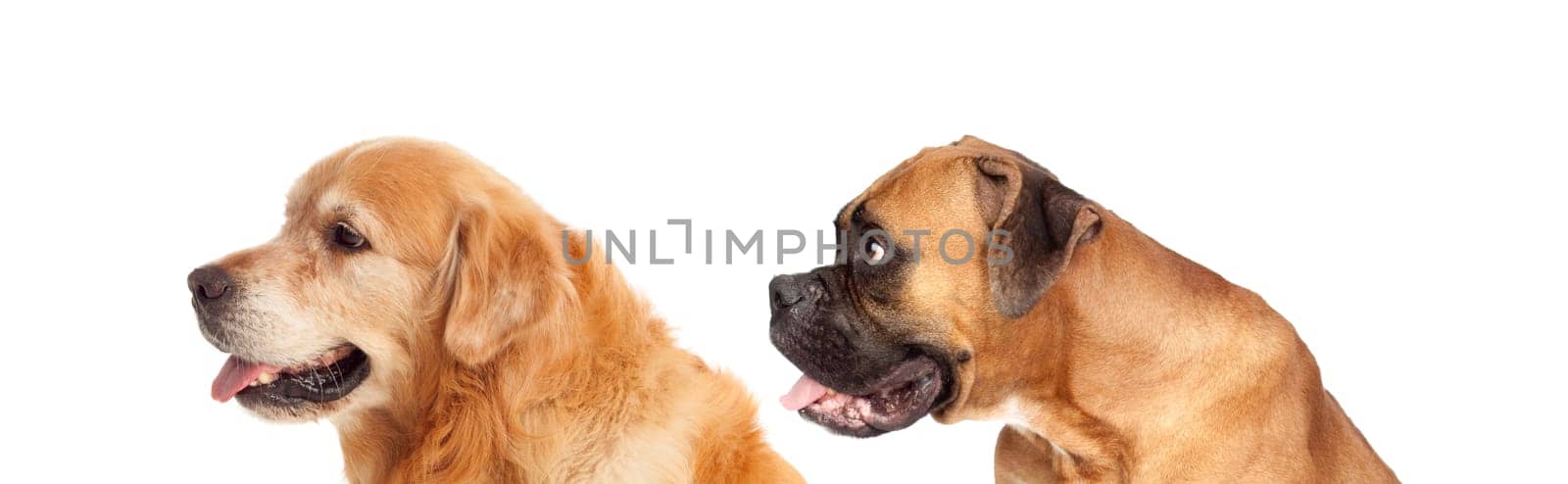 Two big dogs looking to the side isolated on a white background