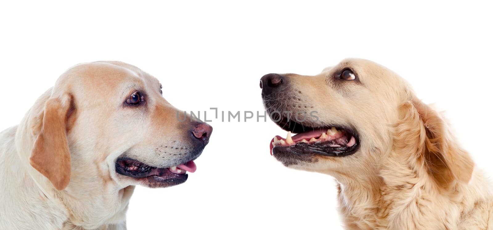 Three Golden Retriever dogs breed in isolated studio on white background