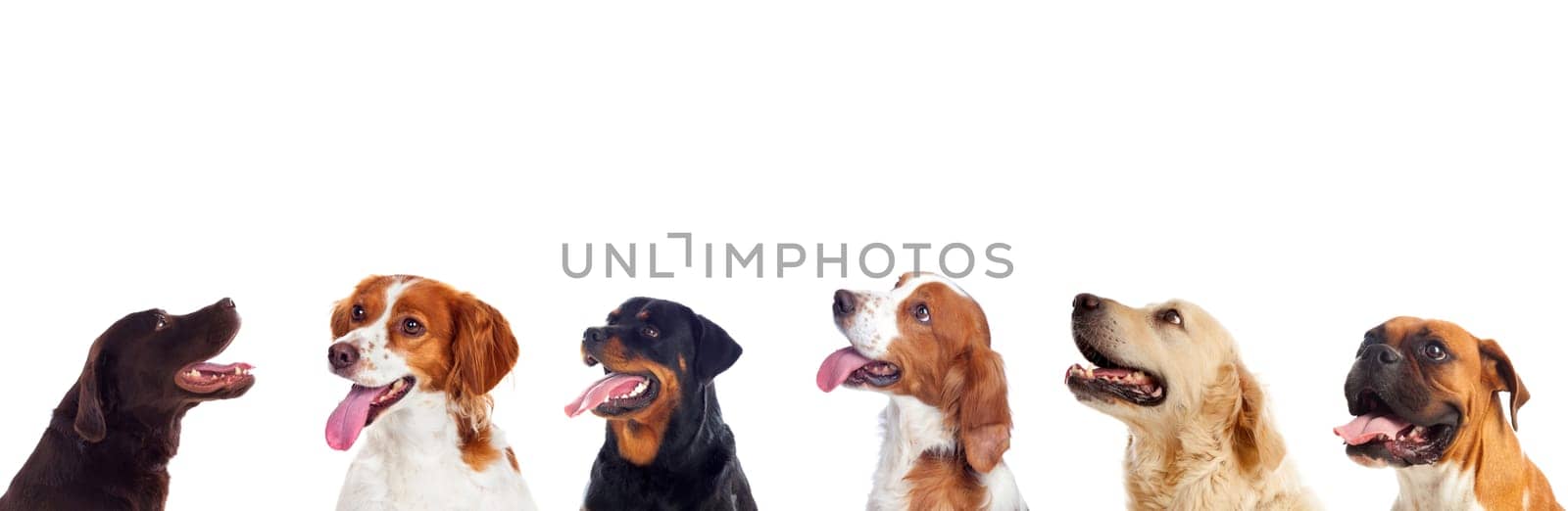 Pensive different dogs looking up isolated on a white background