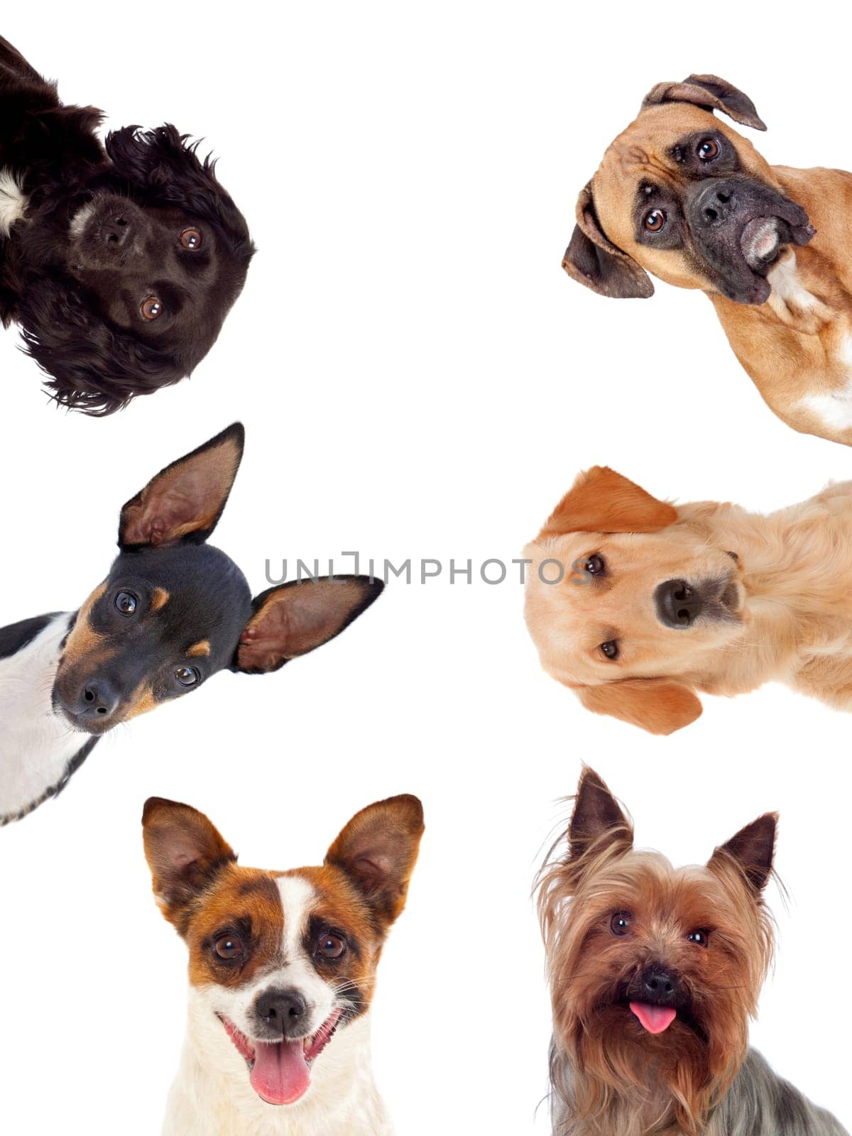 Differents dogs looking at camera isolated on a white background