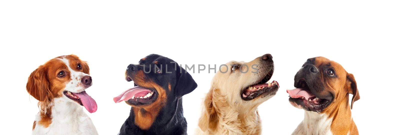 Many dogs isolated on a white background