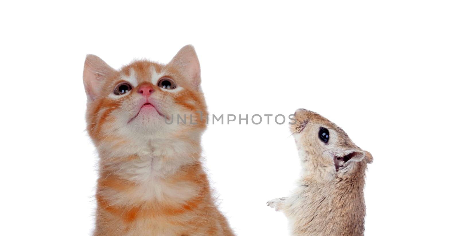 Cat and mouse looking up isolated on a white background. Dangerous friendship