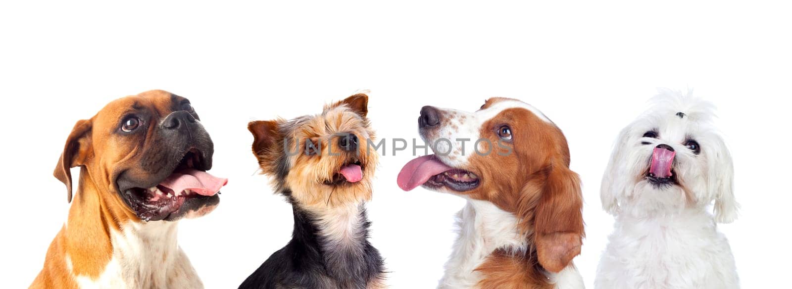 Many dogs isolated on a white background