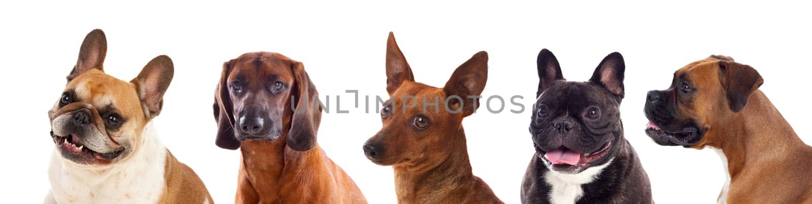 Differents dogs looking at camera isolated on a white background
