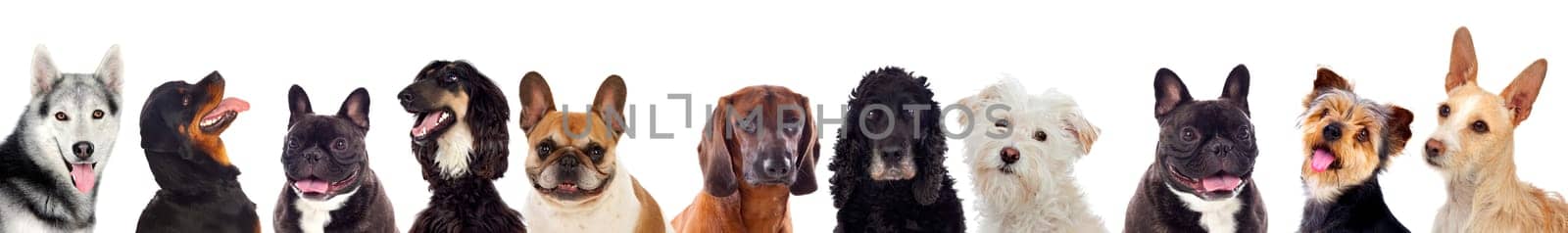 Differents dogs looking at camera isolated on a white background