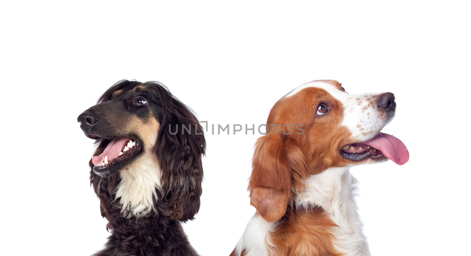 Two dogs isolated on a white background