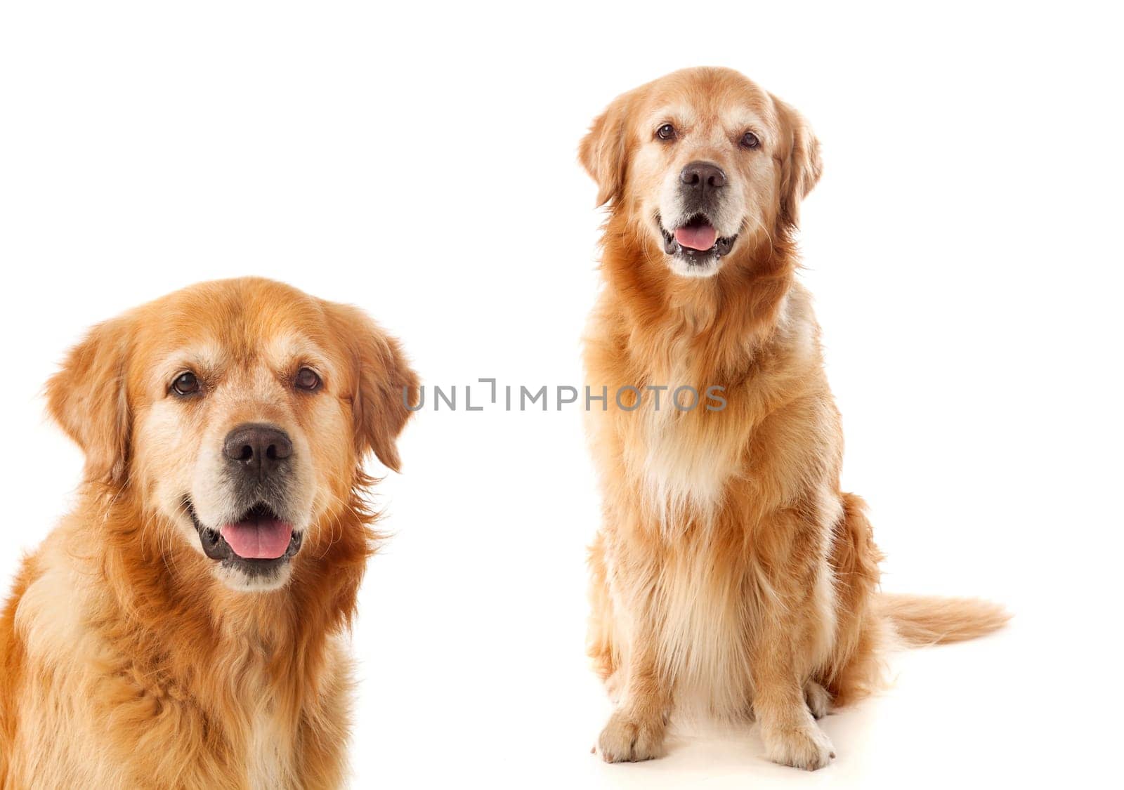 Two beautiful labrador dogs isolated on a white background