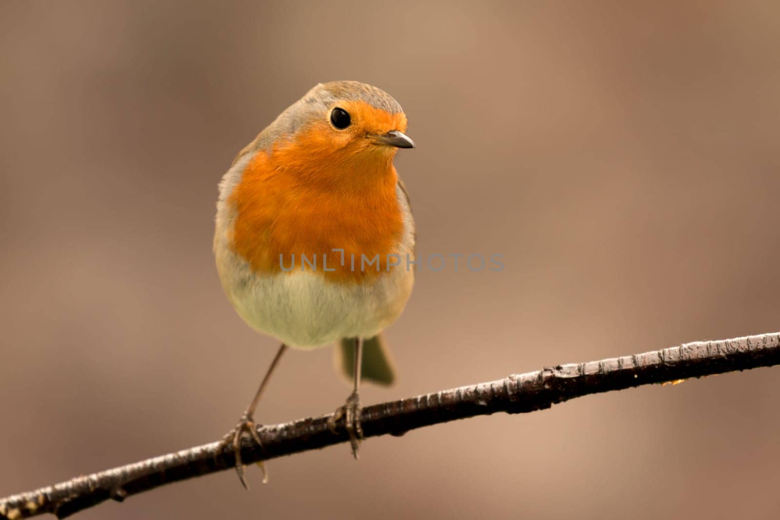 Pretty Bird With a Nice Orange Red Plumage in the Nature