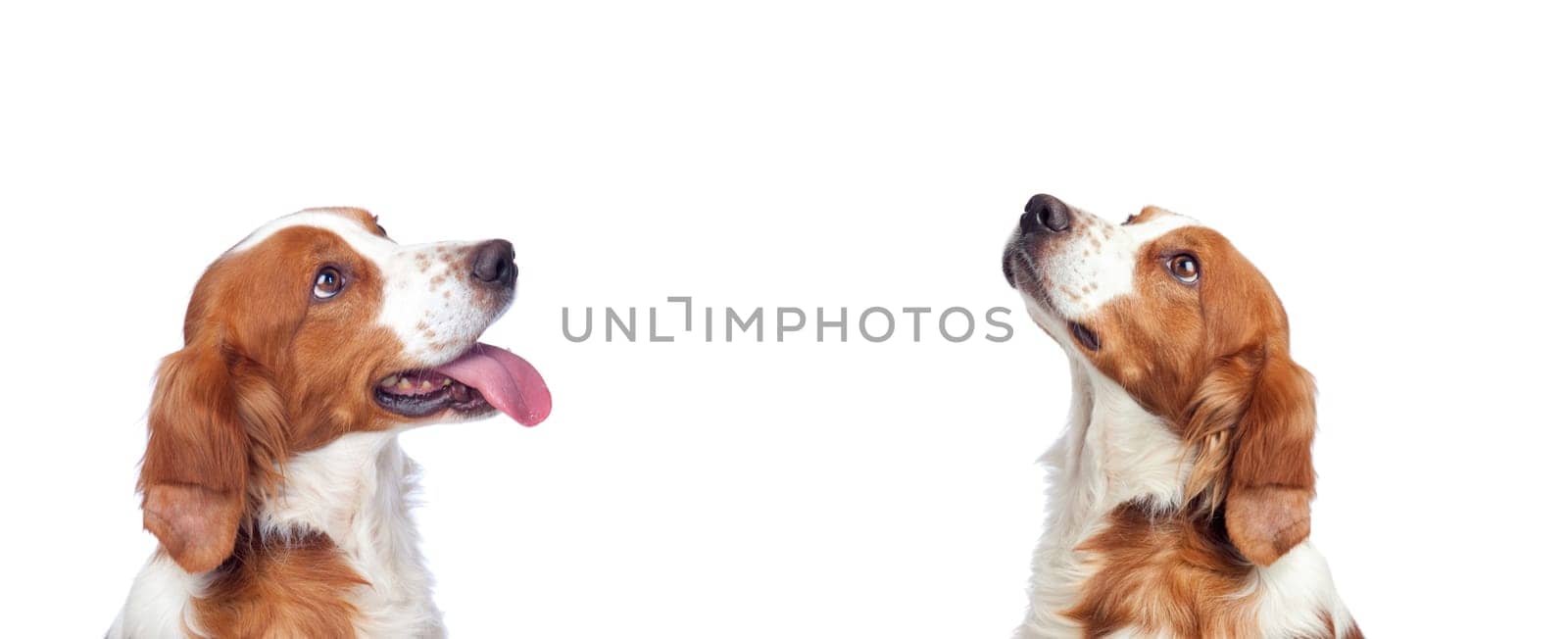 Beautiful portrait of two dogs looking up isolated on a white background