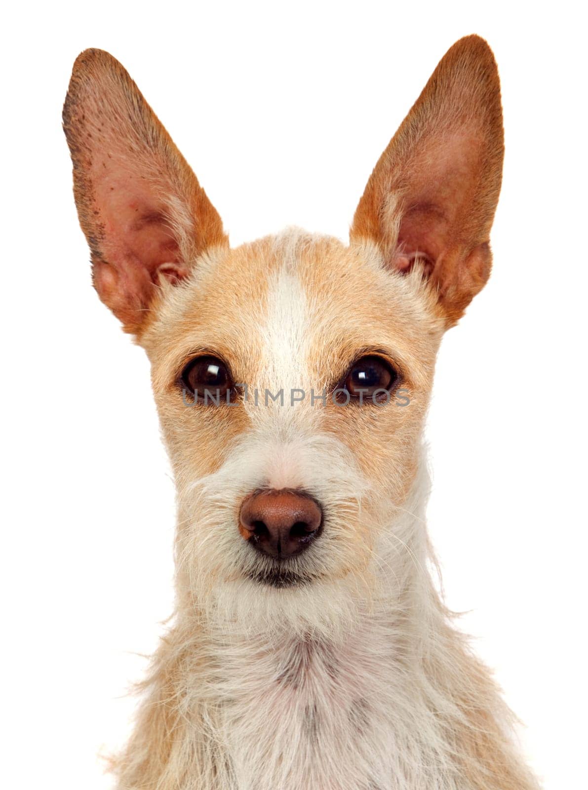 Portrait of a funny dog with big ears isolated on a white background