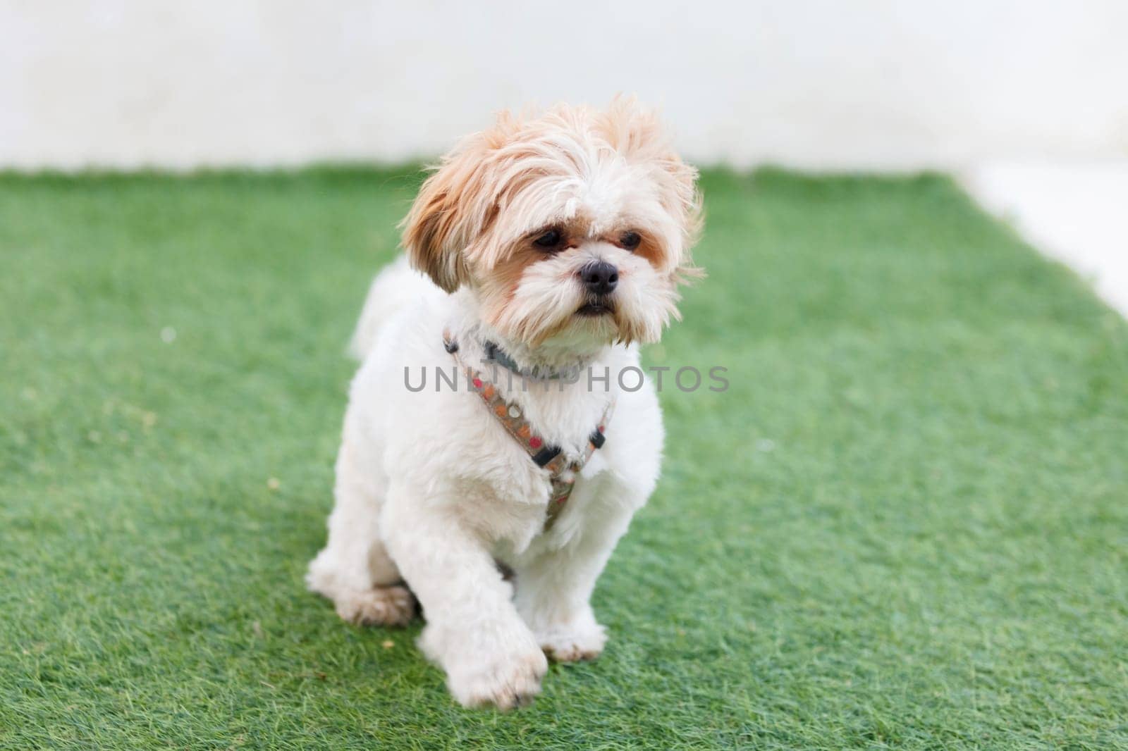 Portrait of a adorable Shih-Tzu dog with a funny face