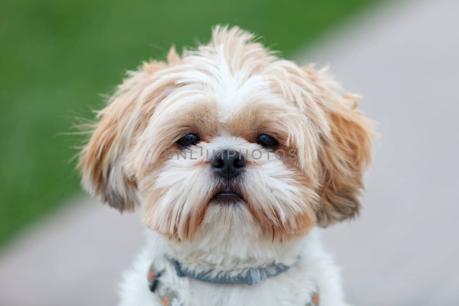 Portrait of a adorable Shih-Tzu dog looking at camera