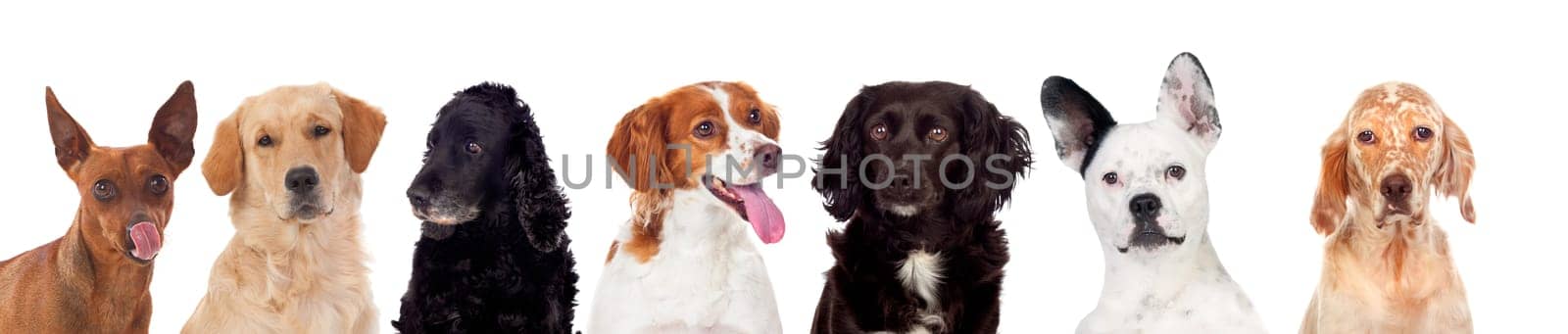 Differents dogs looking at camera isolated on a white background