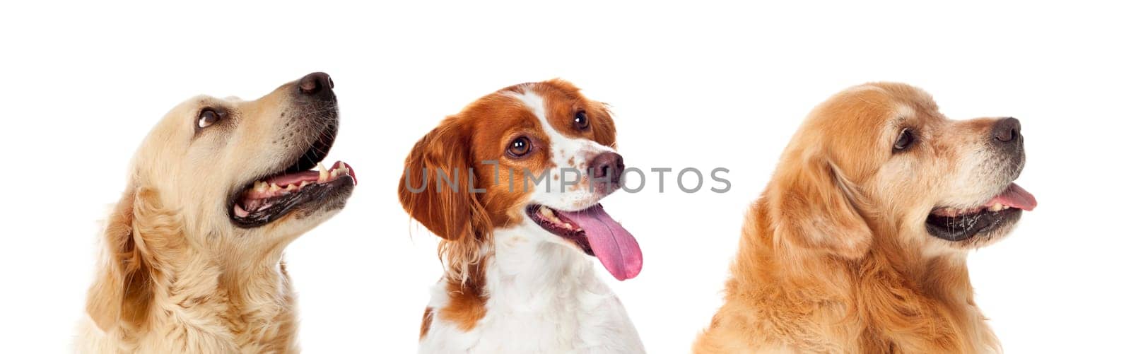 Beautiful portrait of three dogs isolated on a white background
