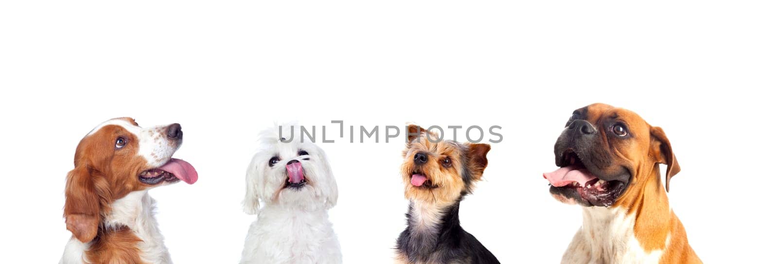 Differents dogs looking up isolated on a white background