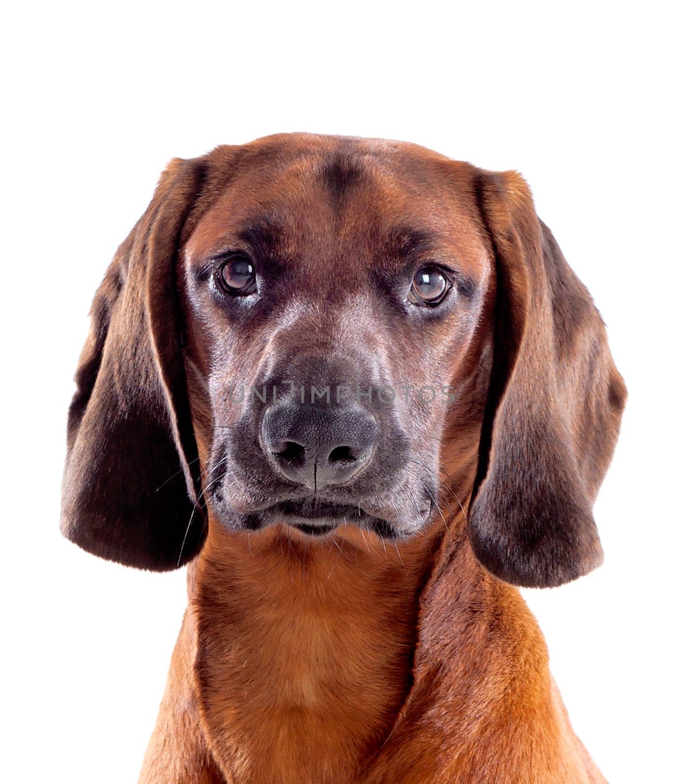 Brown hound of Bavarian isolated on a white background