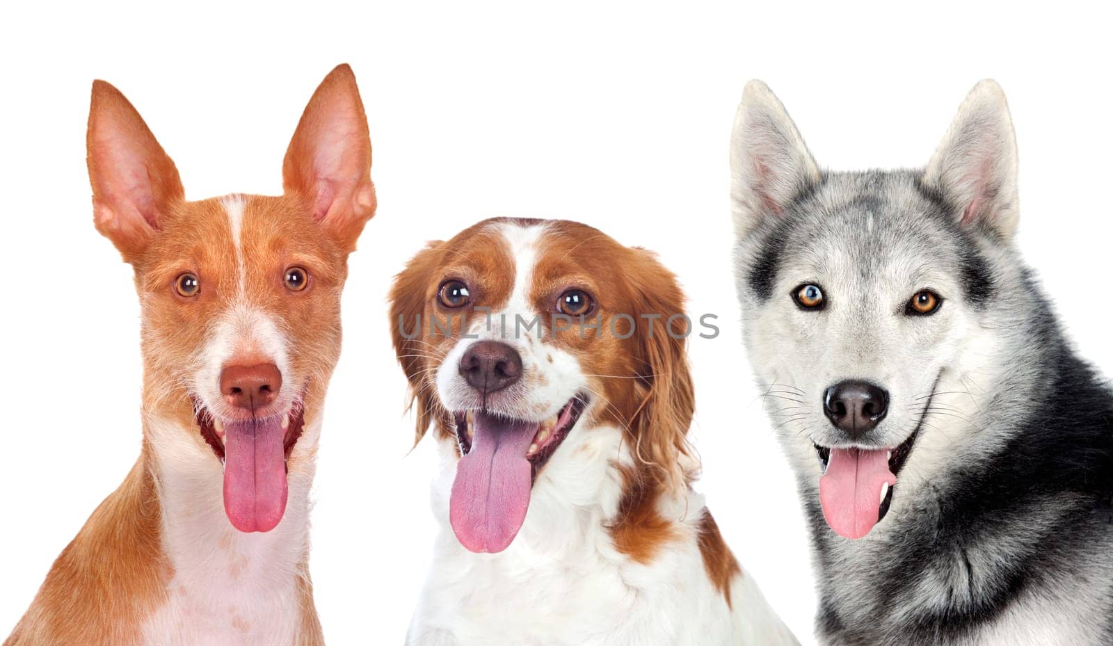 Three dogs looking at camera isolated on a white background