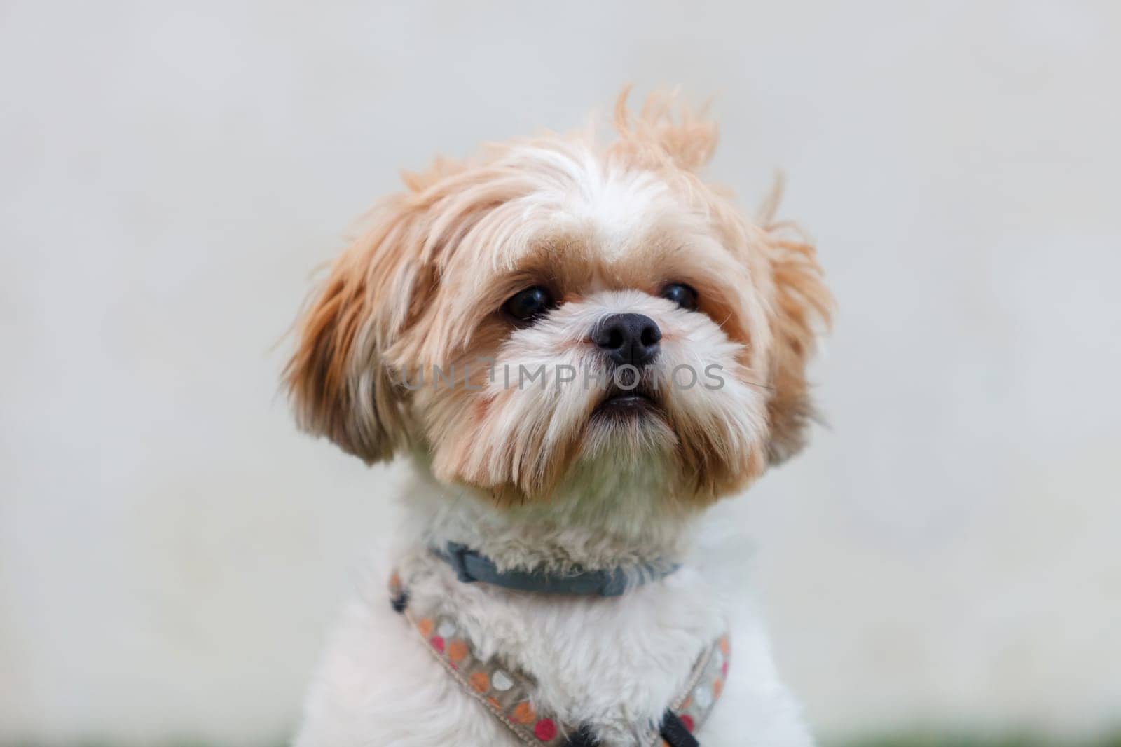 Portrait of a adorable Shih-Tzu dog with a funny face