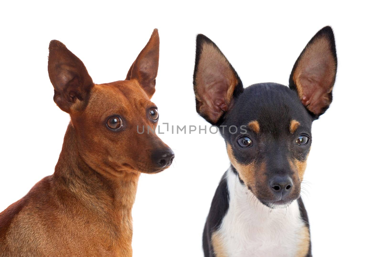 Portrait of funny dogs with funny big ears raised isolated on white background