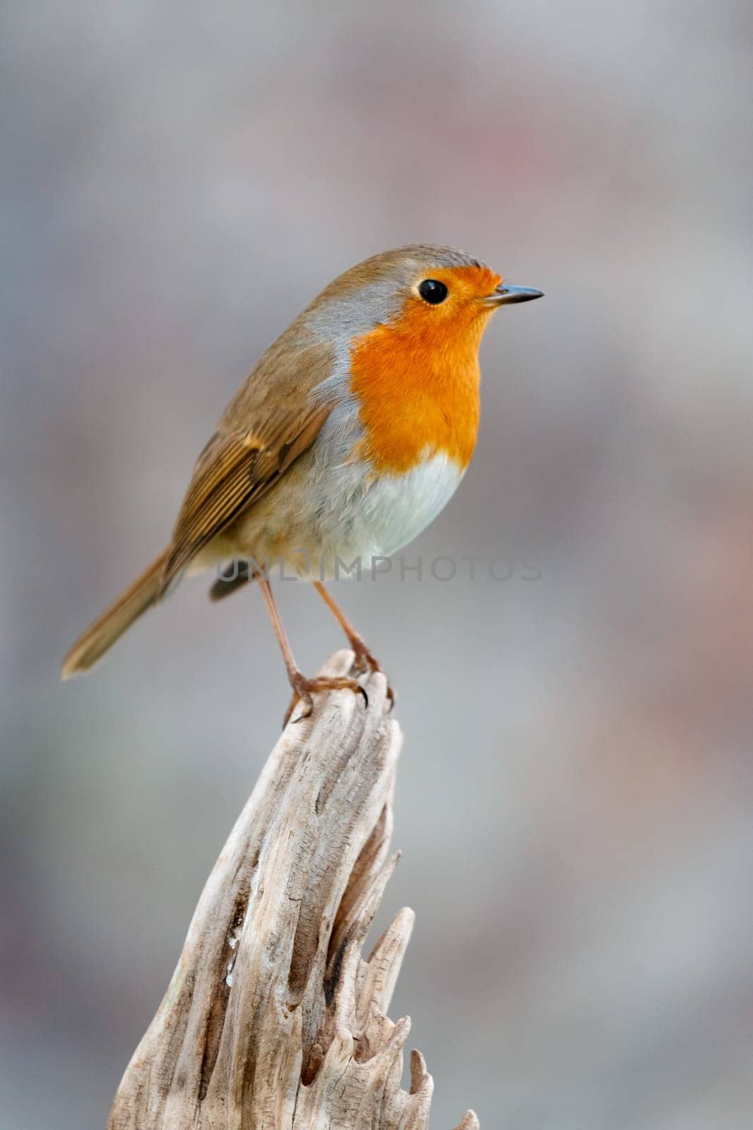Pretty bird With a nice orange red plumage in the nature