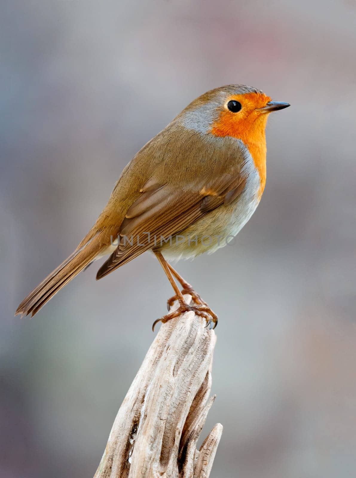 Pretty bird With a nice orange red plumage in the nature