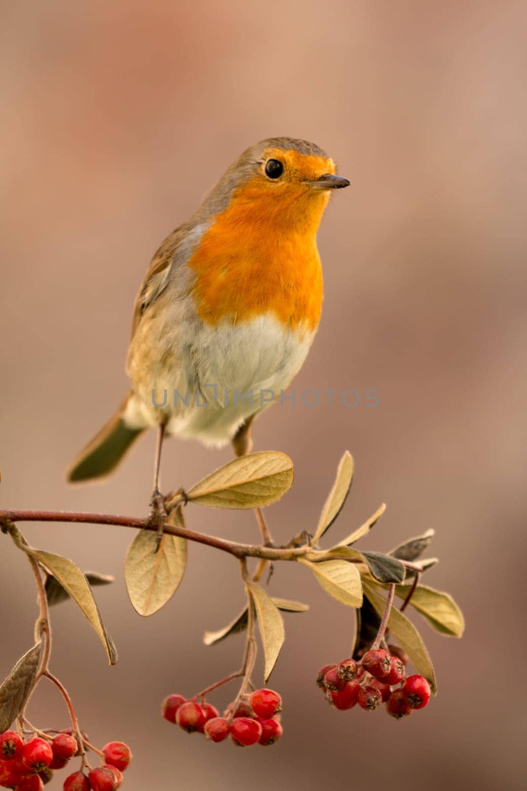 Pretty bird with a nice orange red plumage on a branch full of red berries