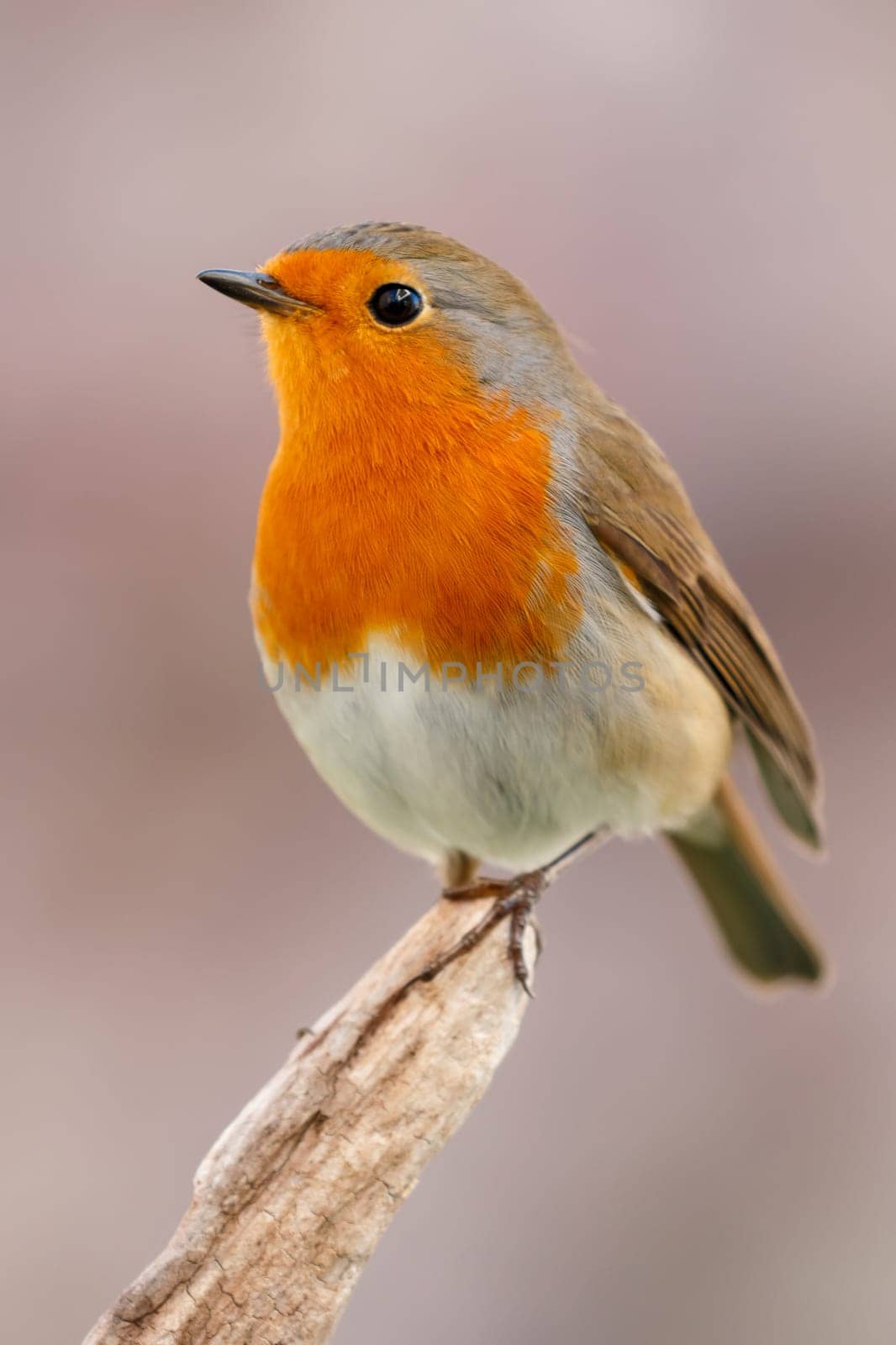 Pretty bird With a nice orange red plumage in the nature
