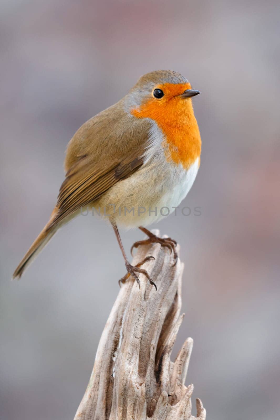 Pretty bird With a nice orange red plumage in the nature