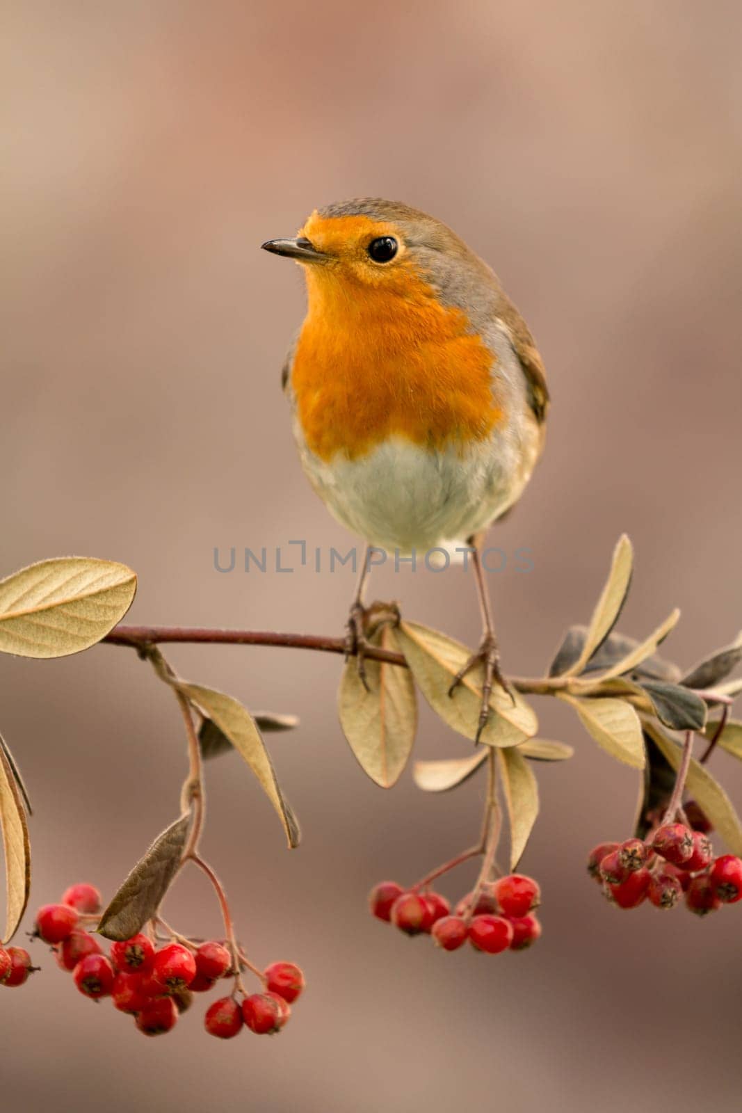 Pretty bird with a nice orange red plumage on a branch full of red berries