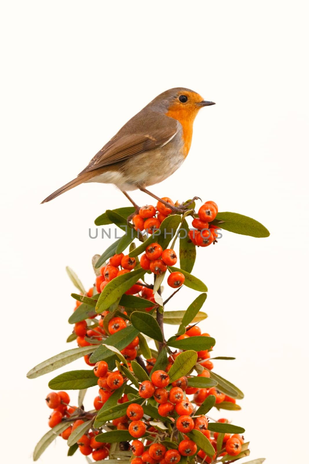 Pretty bird with a nice orange red plumage on a branch full of red berries