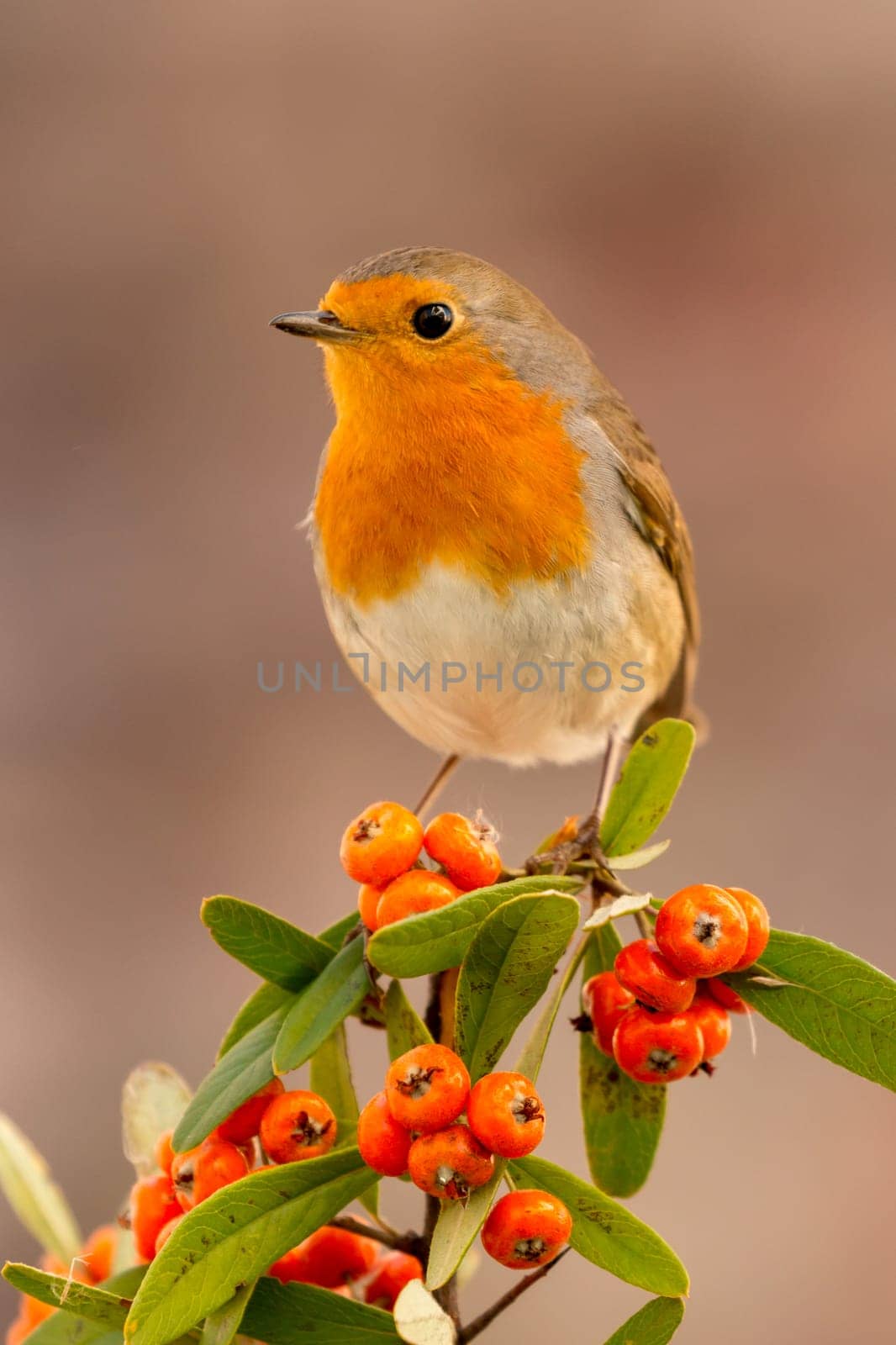 Pretty bird with a nice orange red plumage on a branch full of red berries