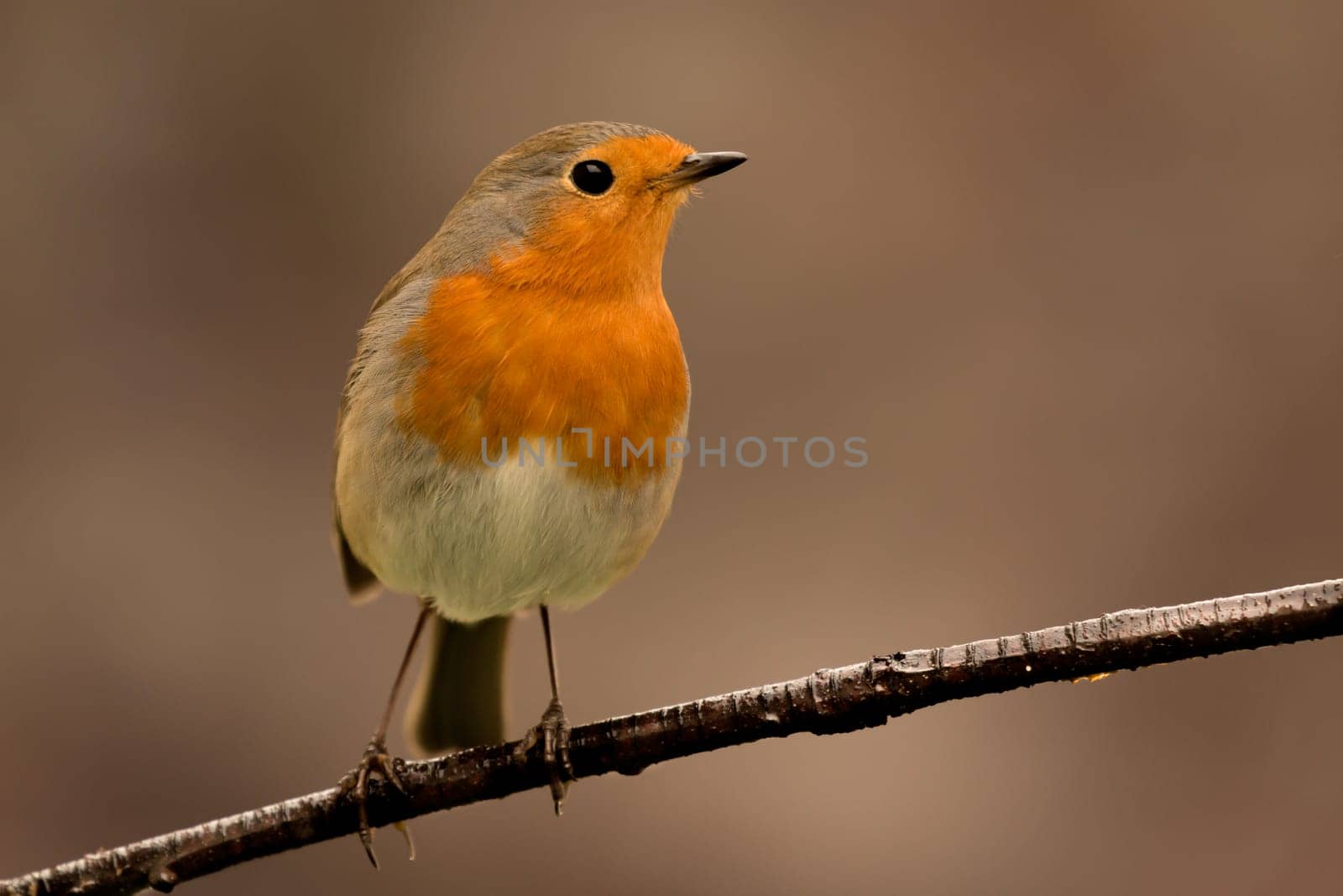 Pretty Bird With a Nice Orange Red Plumage in the Nature
